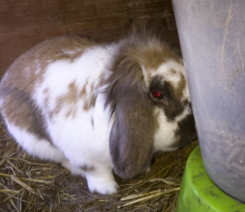 Kaninen Bumle fra Køng - nu også i privat dagpleje